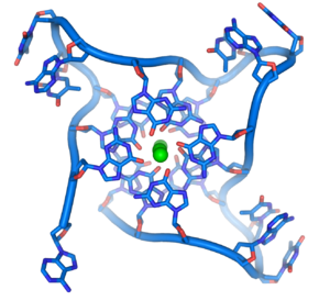 telomerase