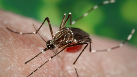 zika virus