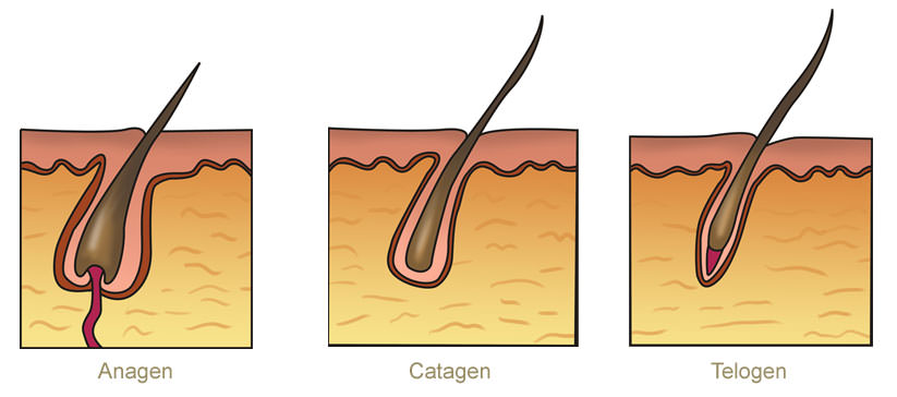 hair growth phases