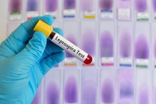 leptospirosis treatment